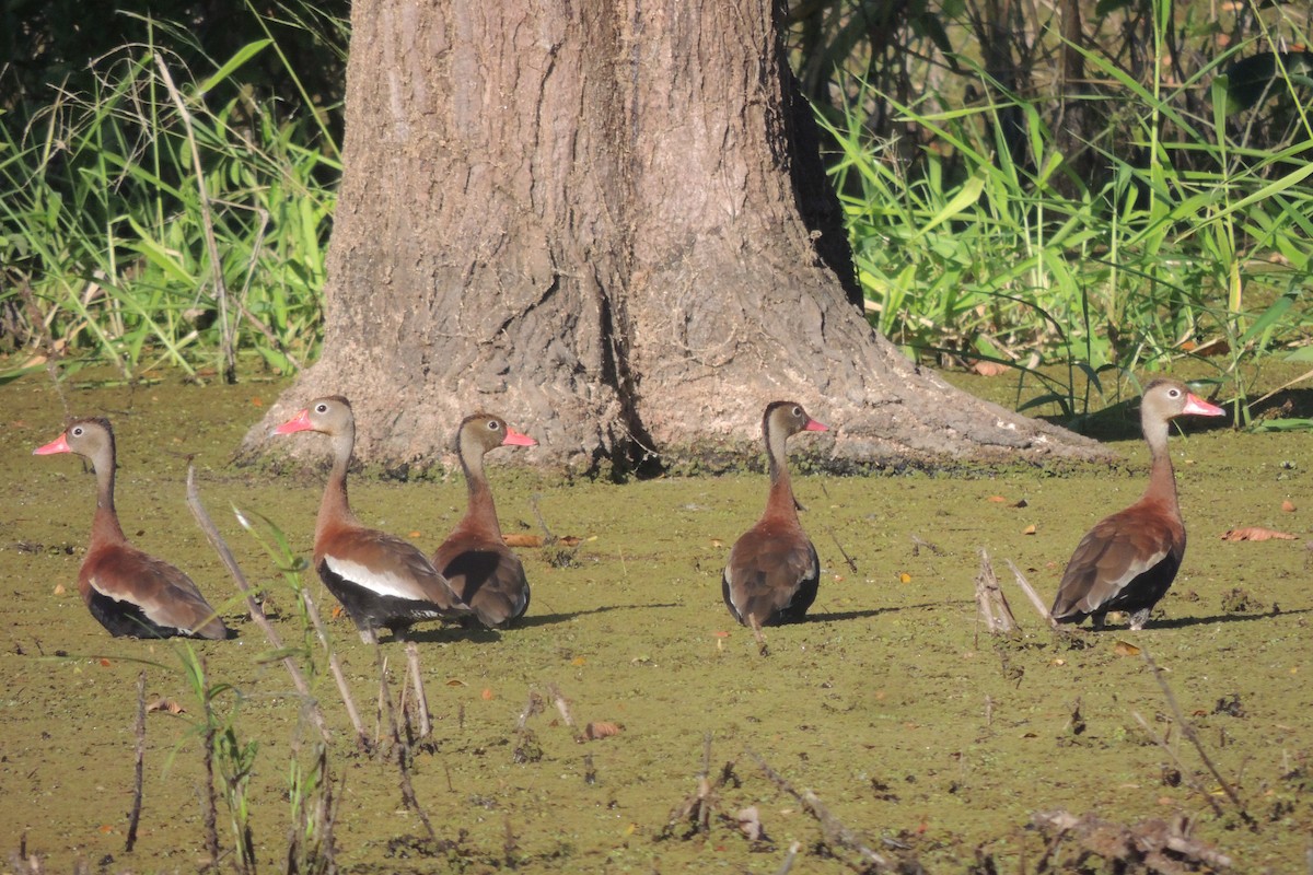 Black-bellied Whistling-Duck - ML632245987