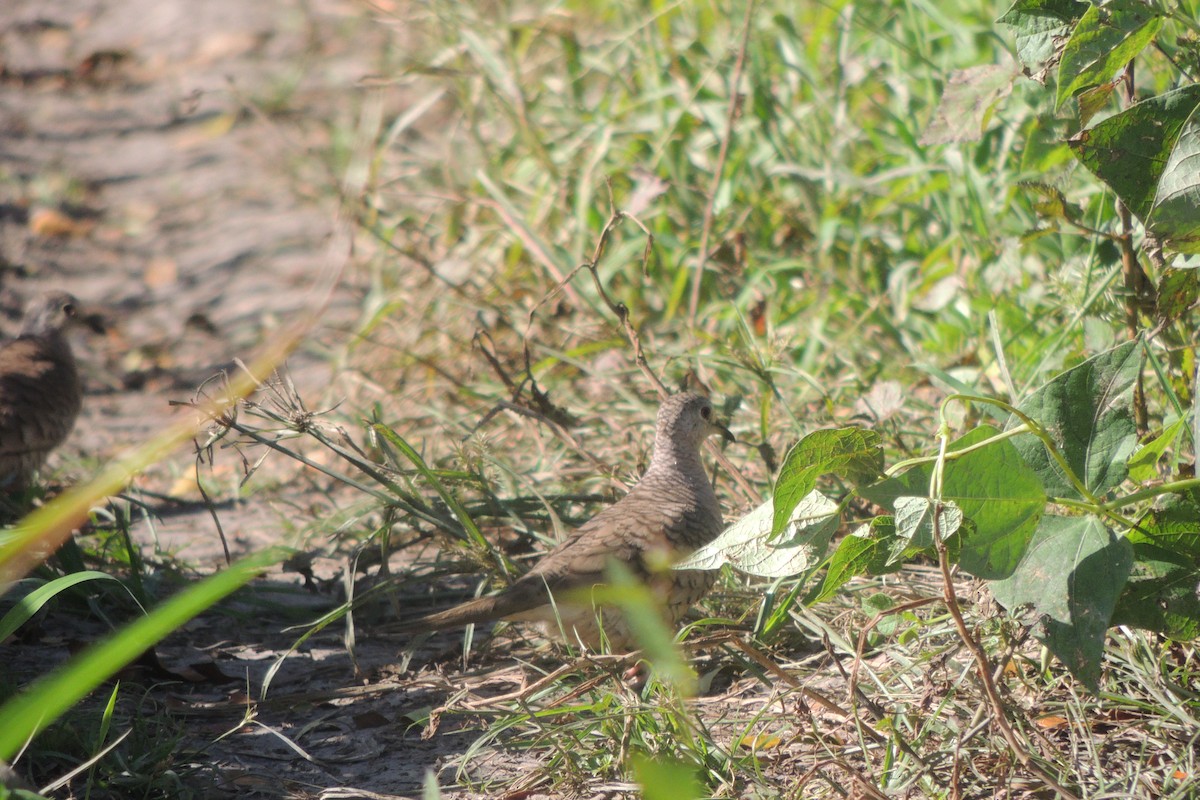 Inca Dove - ML632246005