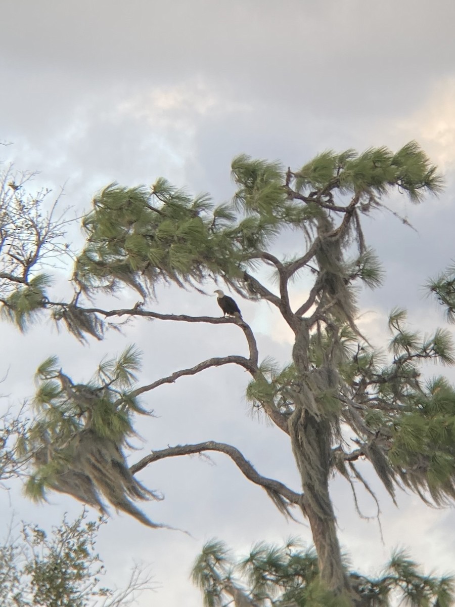 Bald Eagle - ML632246025