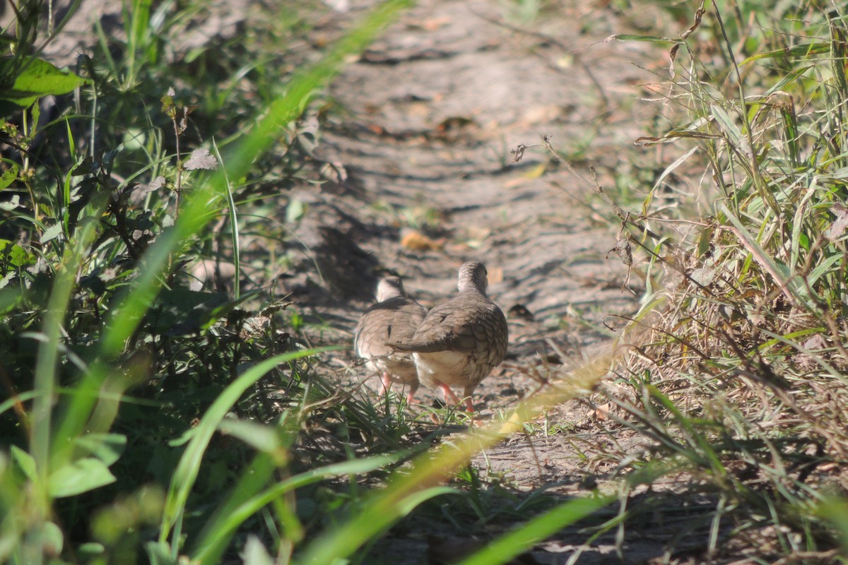 Inca Dove - ML632246026