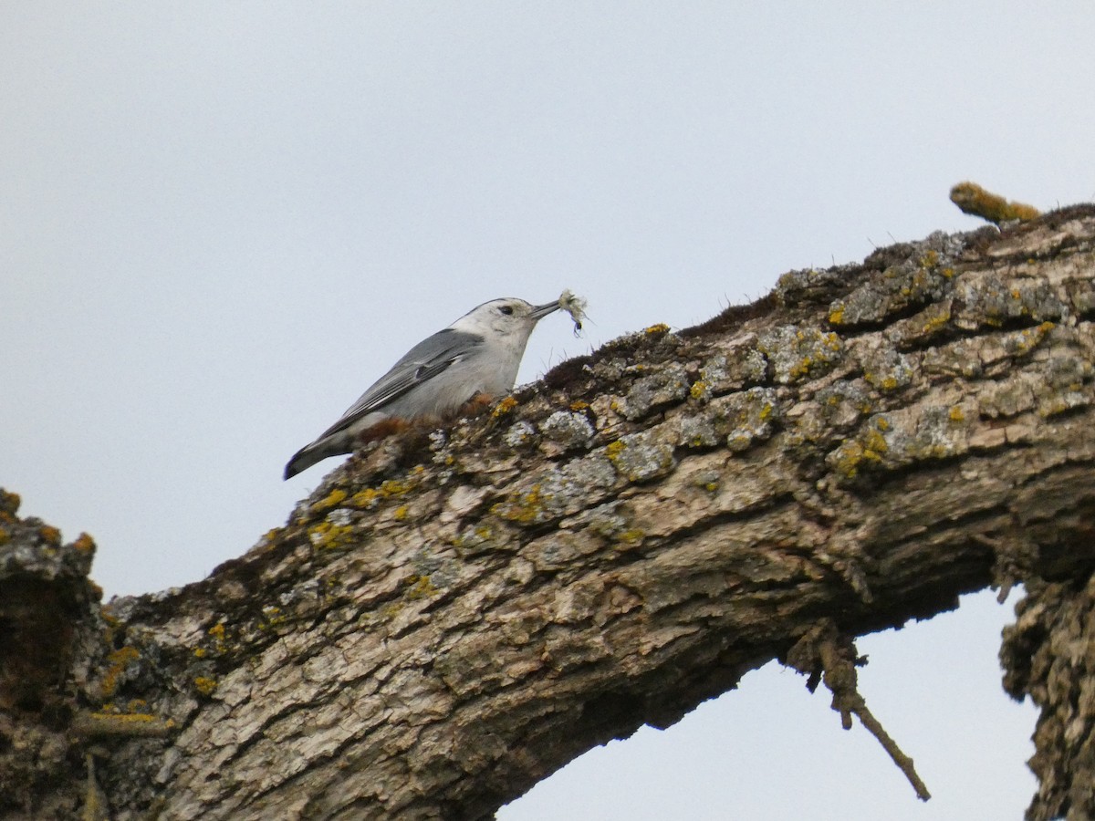 White-breasted Nuthatch - ML632246060