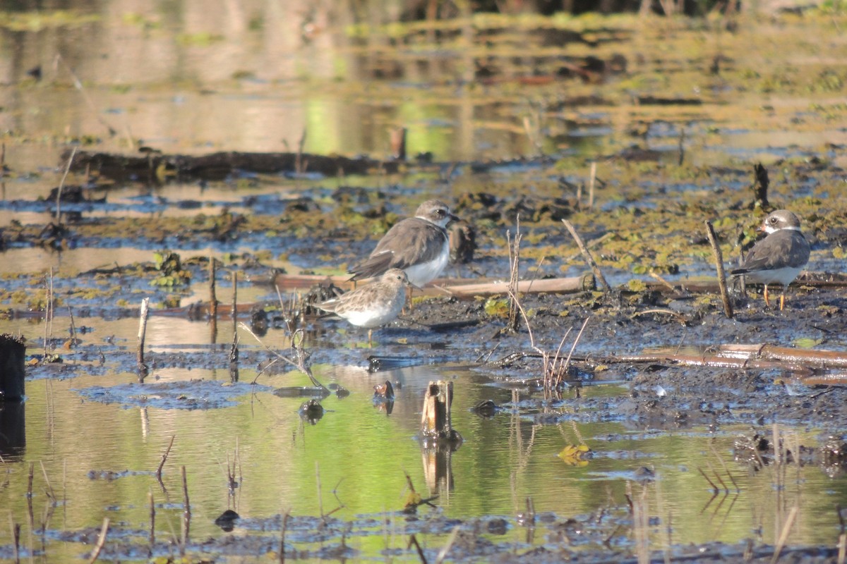 Semipalmated Plover - ML632246062