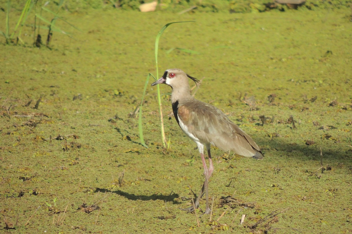Southern Lapwing - ML632246088