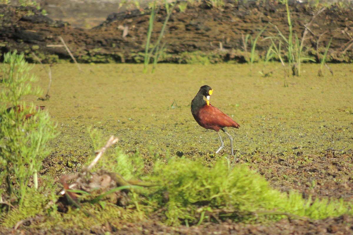 Northern Jacana - ML632246099