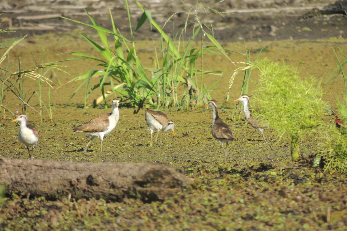 Northern Jacana - ML632246108