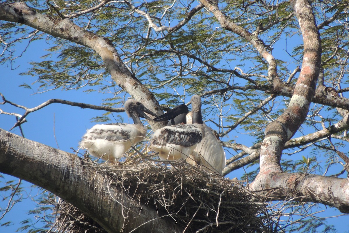 Jabiru - ML632246121