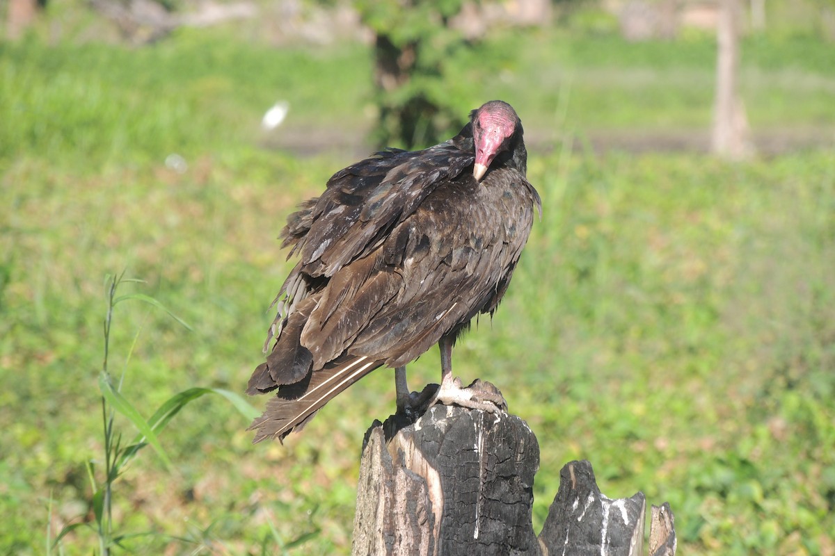 Turkey Vulture - ML632246126
