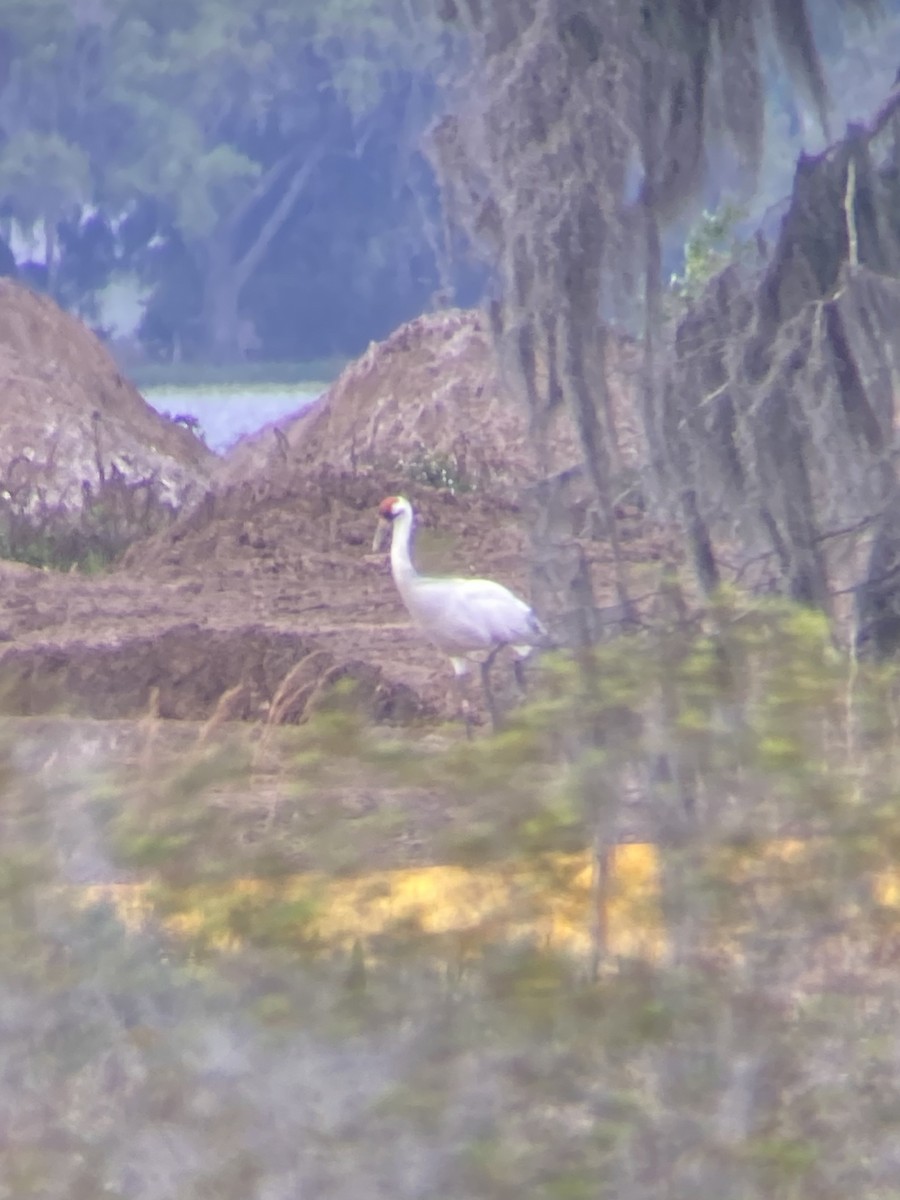 Whooping Crane - ML632246143