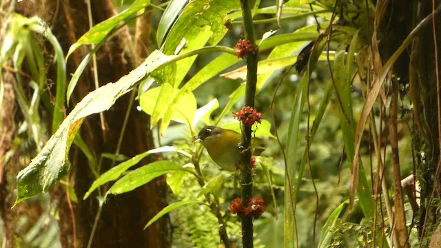 Common Chlorospingus - ML632246195