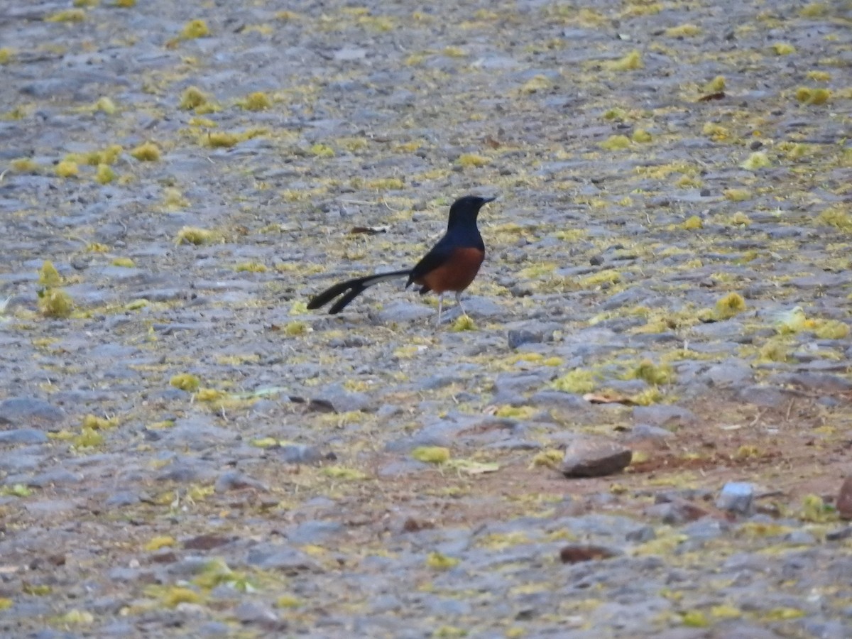 White-rumped Shama - ML632246238