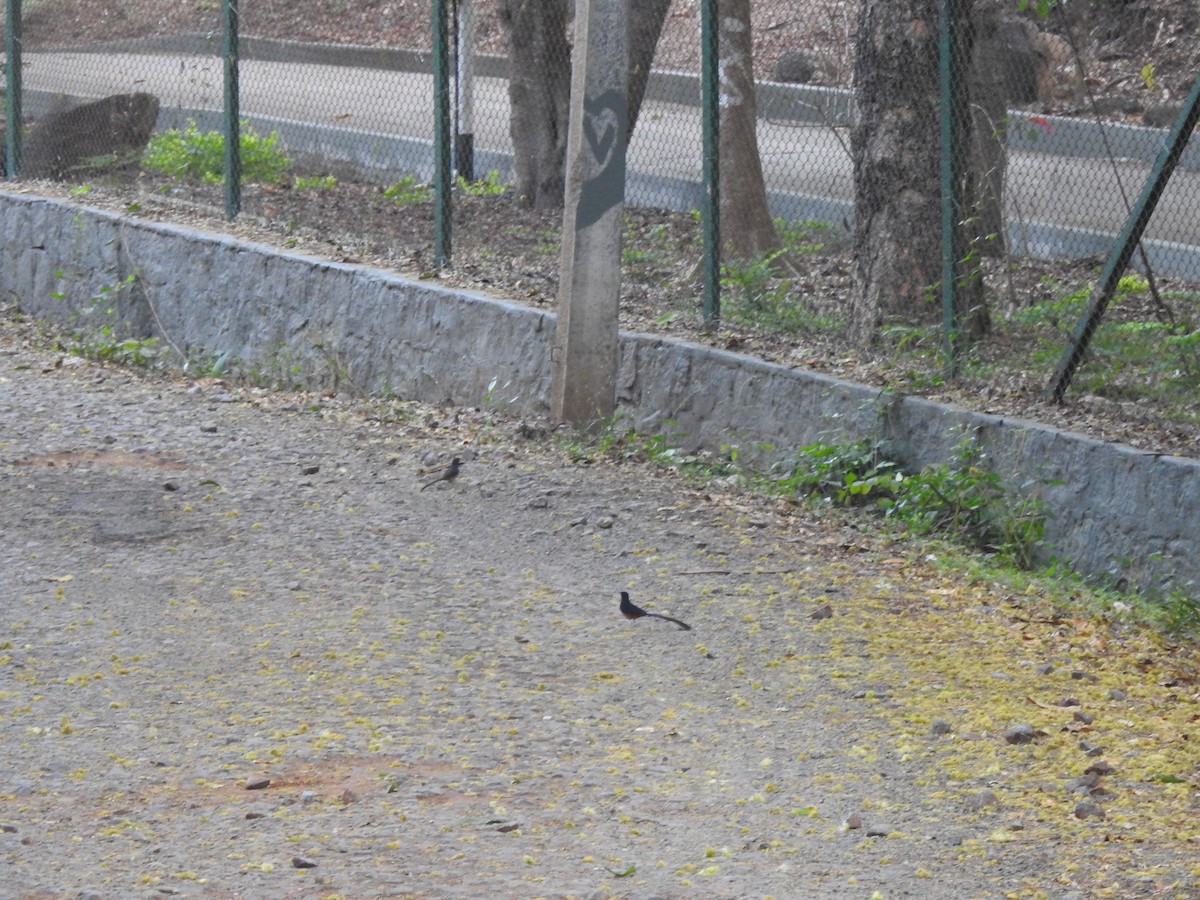 White-rumped Shama - ML632246239