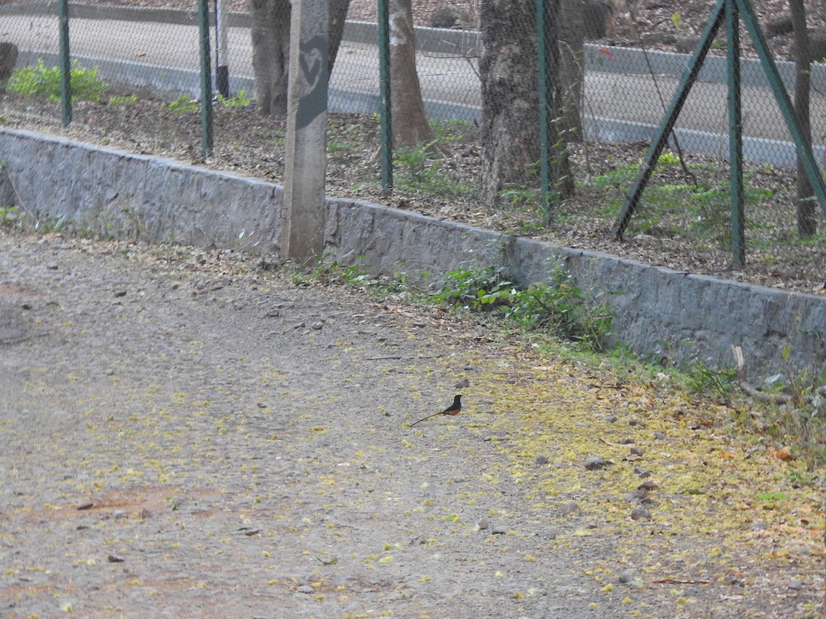 White-rumped Shama - ML632246240