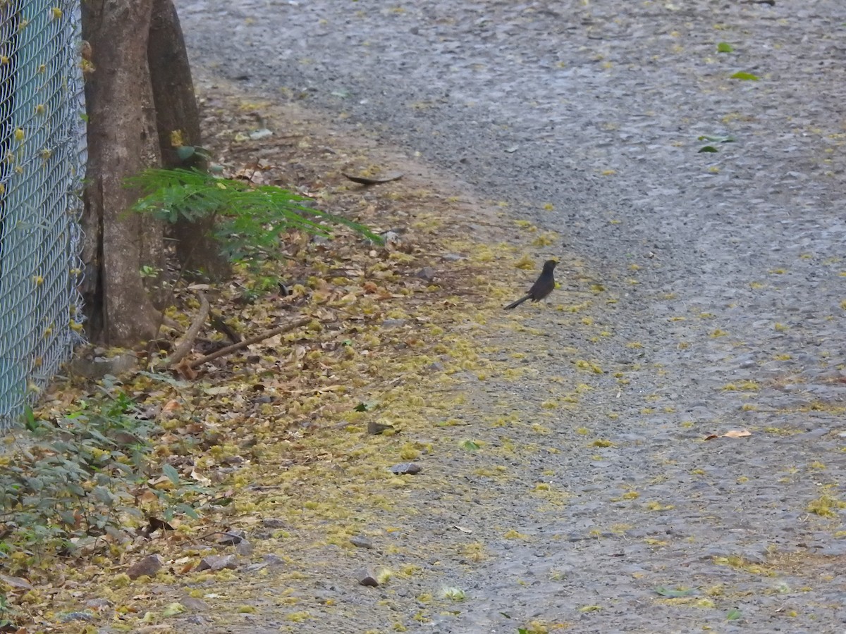 White-rumped Shama - ML632246242