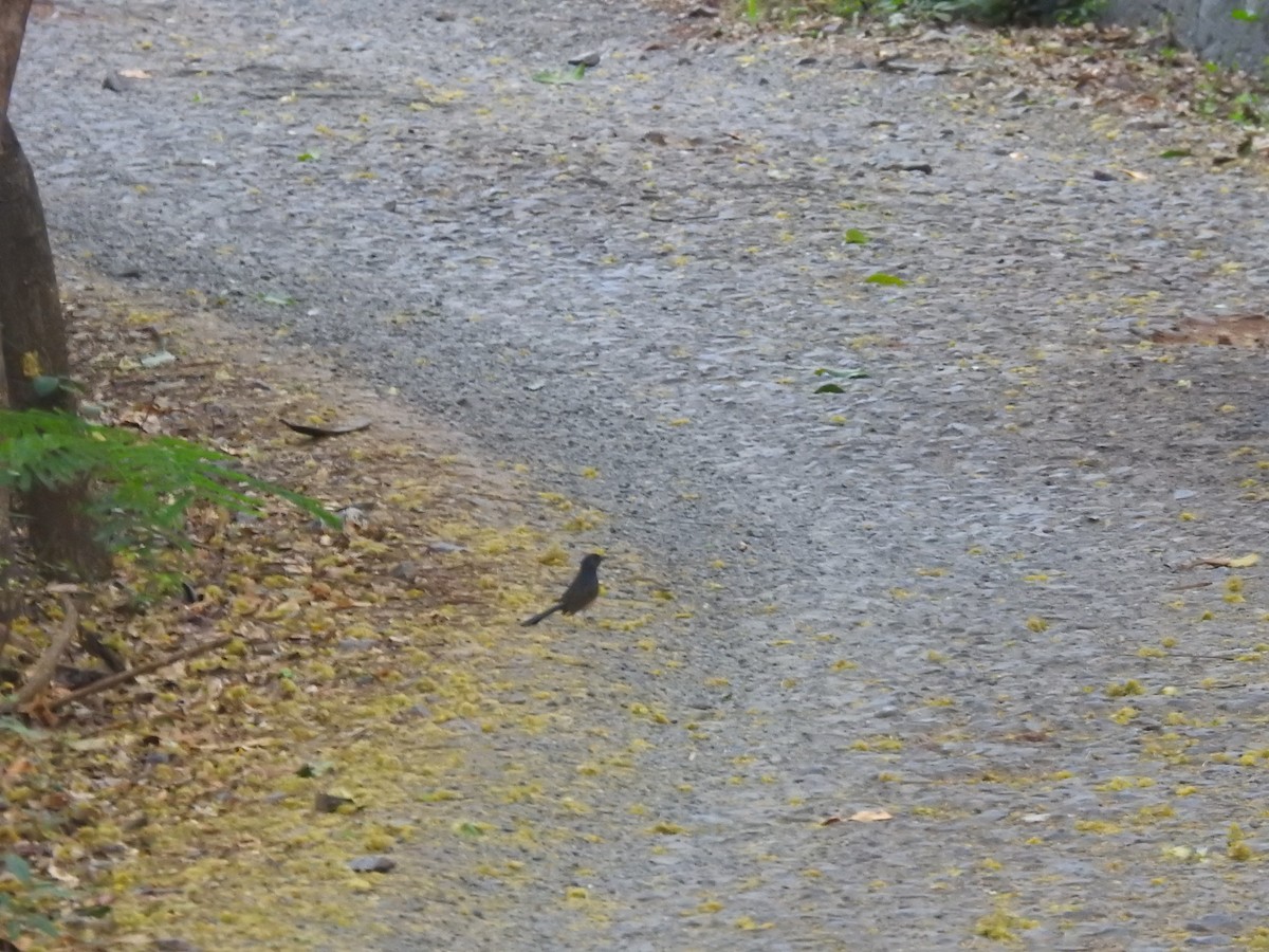 White-rumped Shama - ML632246243