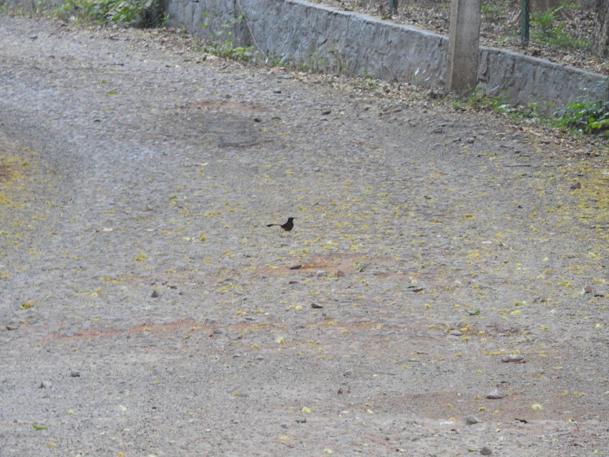 White-rumped Shama - ML632246244