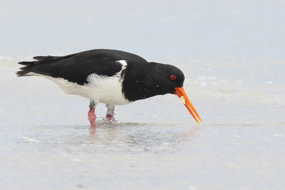 Chatham Islands Oystercatcher - ML632246432