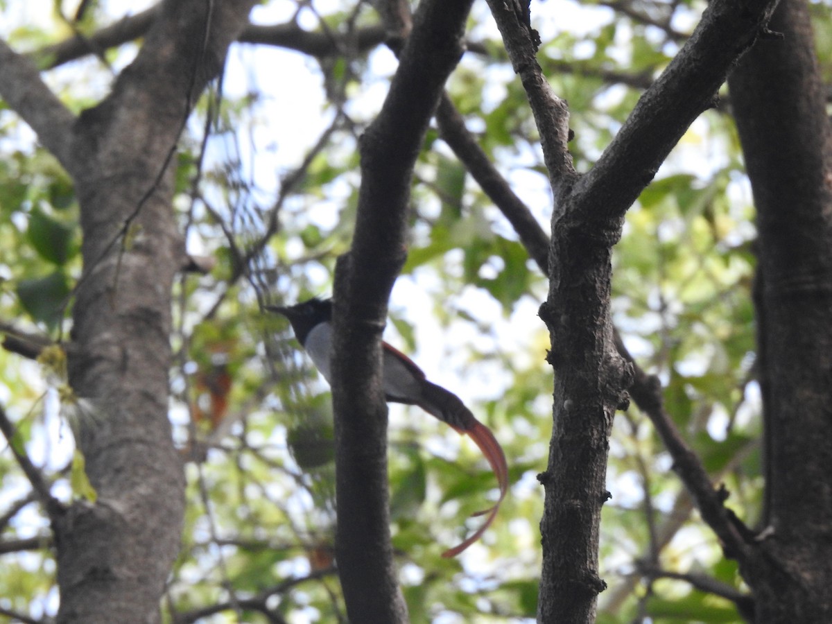 Indian Paradise-Flycatcher - ML632246435