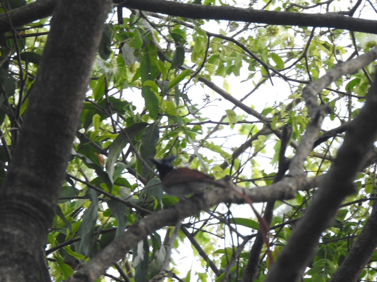 Indian Paradise-Flycatcher - ML632246437