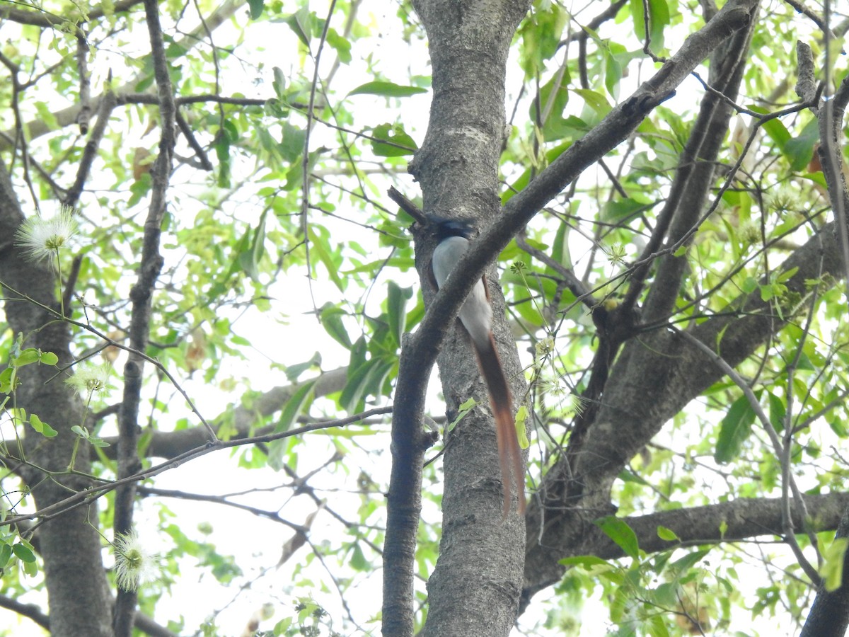 Indian Paradise-Flycatcher - ML632246438