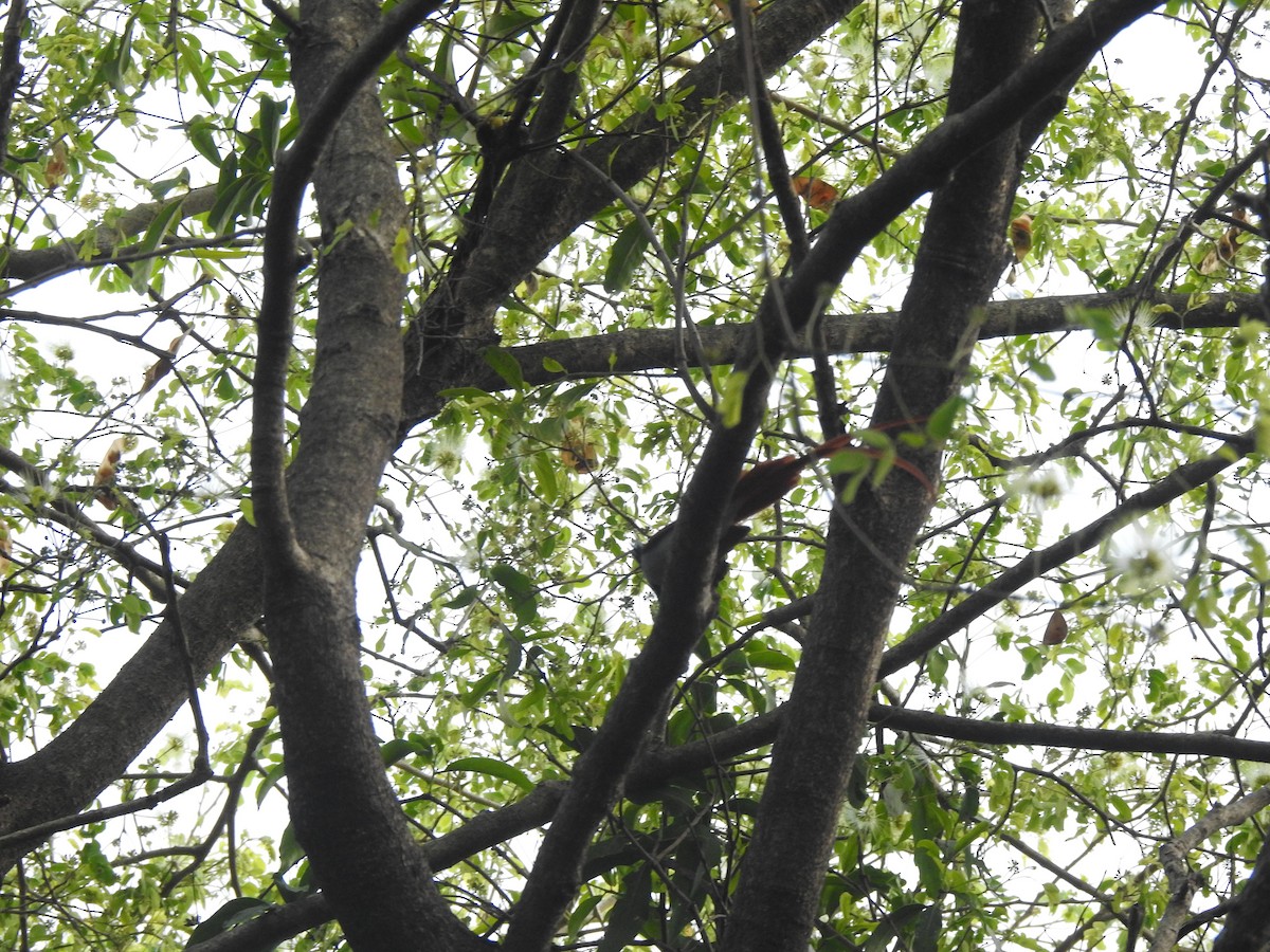 Indian Paradise-Flycatcher - ML632246440
