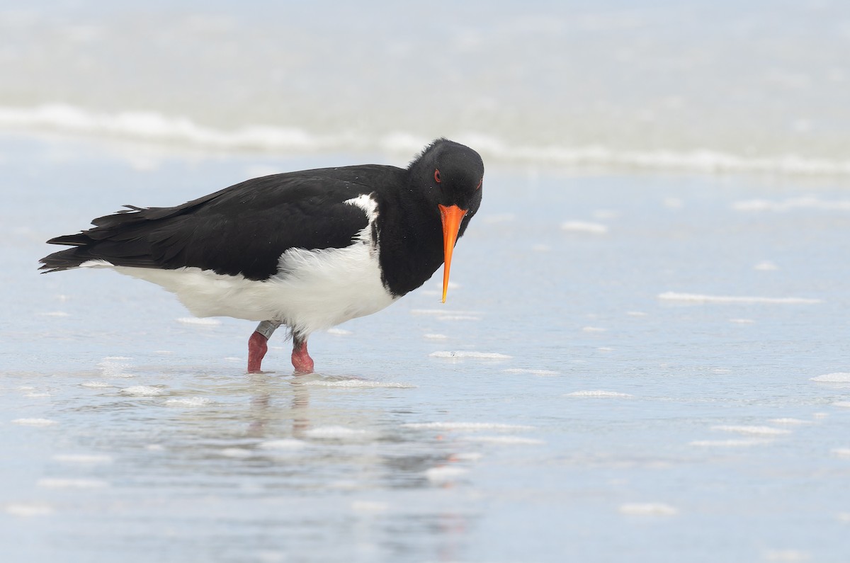 Chatham Islands Oystercatcher - ML632246463