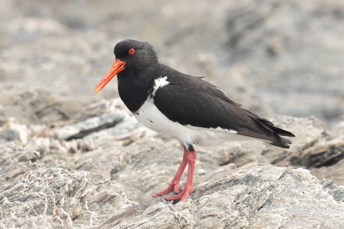 Chatham Islands Oystercatcher - ML632246482