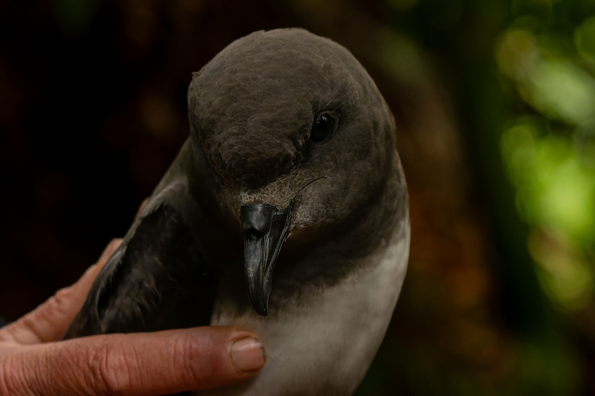 Magenta Petrel - ML632246508