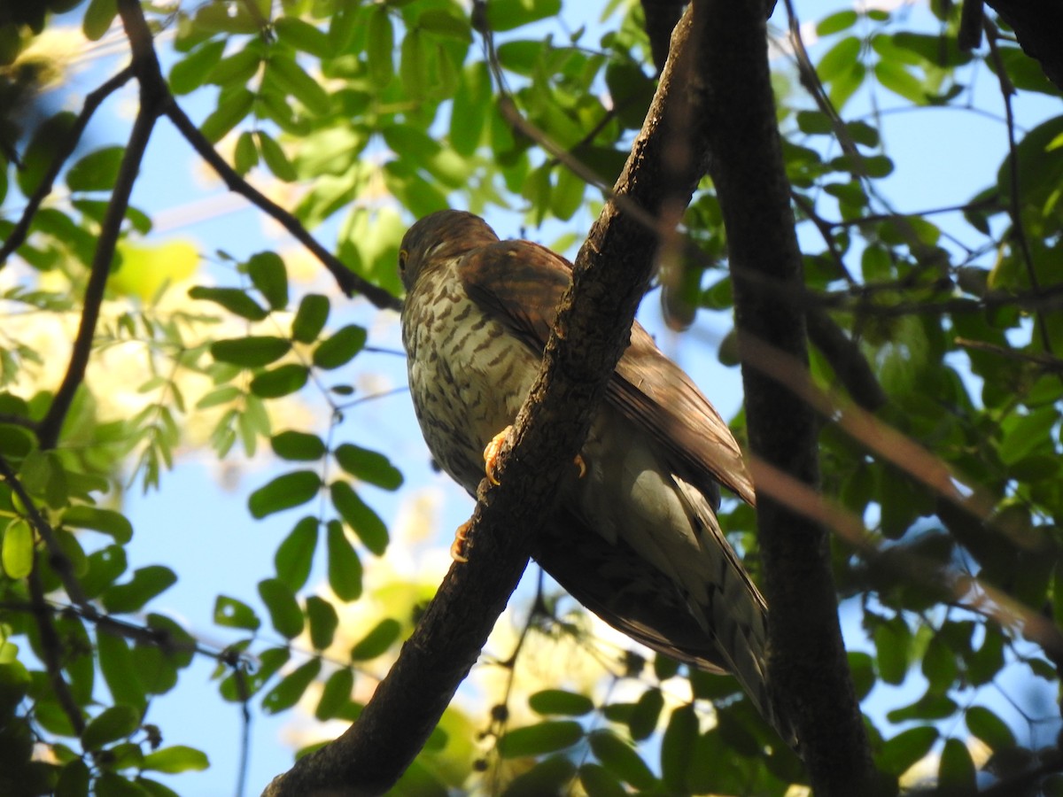 Common Hawk-Cuckoo - ML632246529