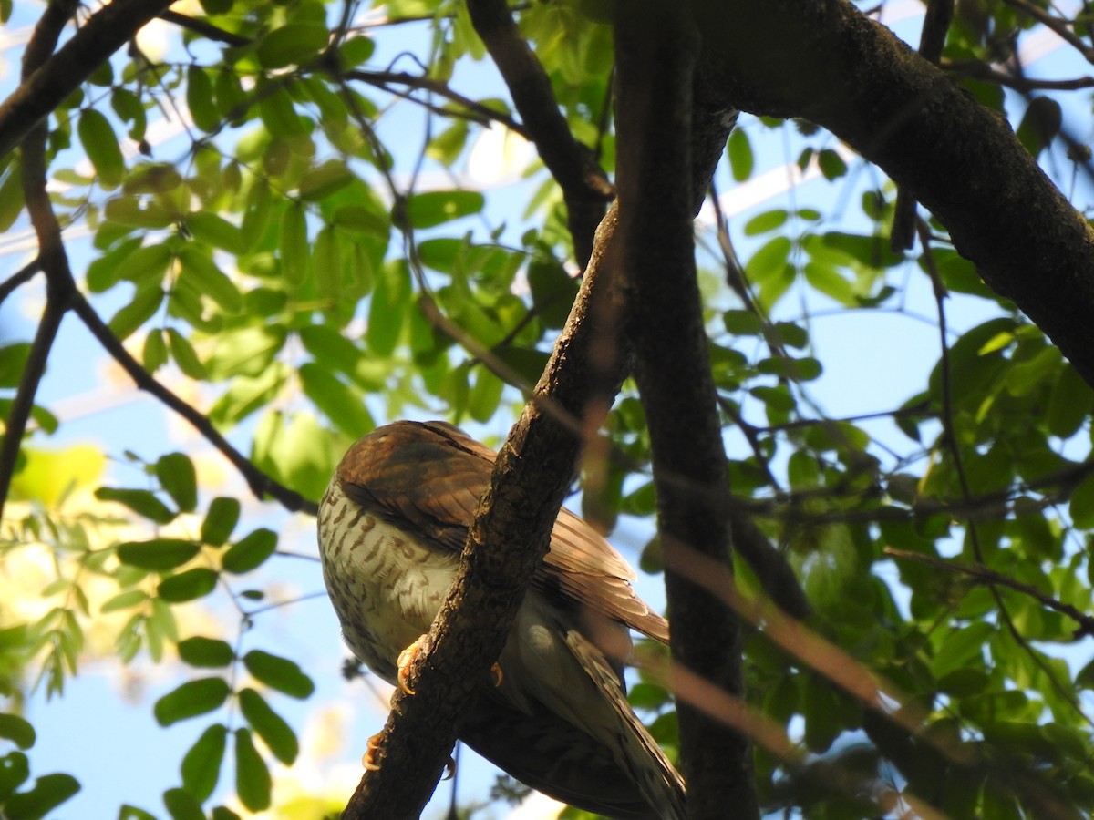 Common Hawk-Cuckoo - ML632246530