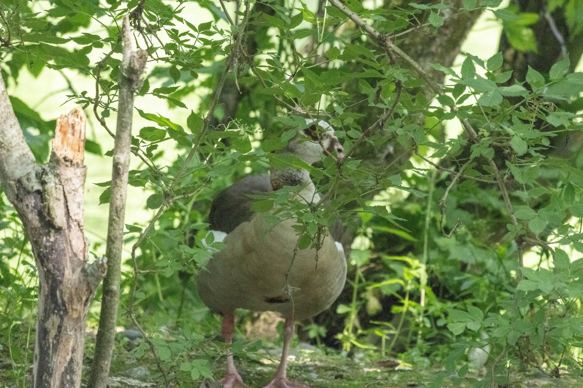 Egyptian Goose - ML632246553