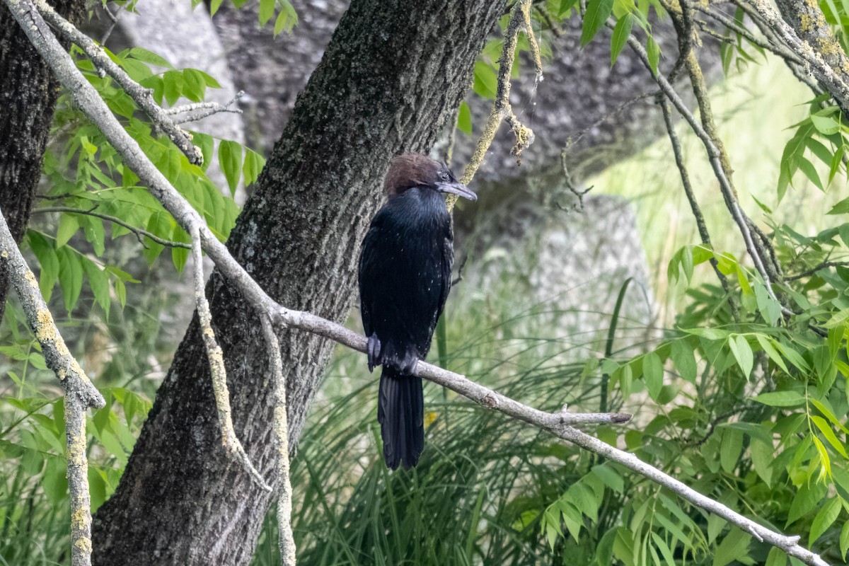 Pygmy Cormorant - ML632246557