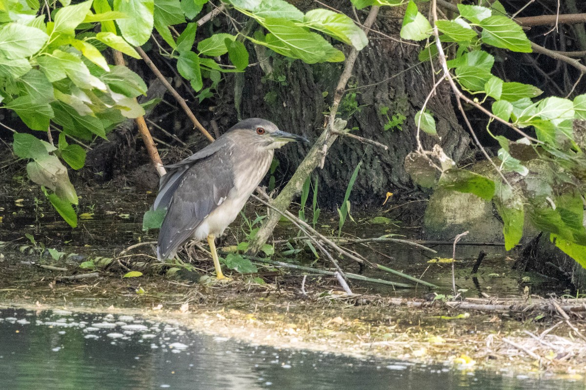 Black-crowned Night Heron - ML632246562
