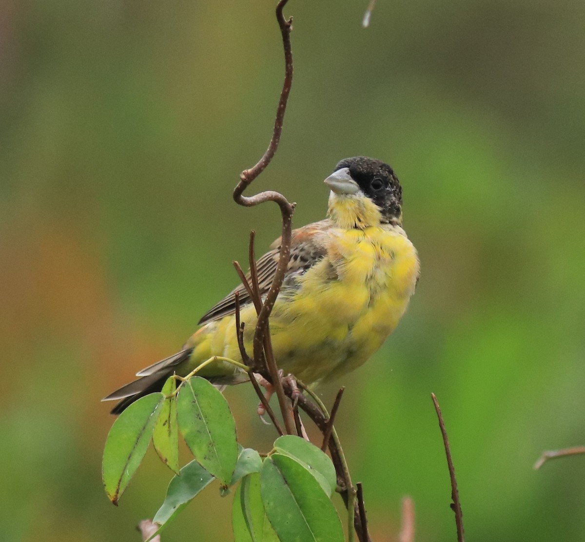 Black-headed Bunting - ML632246895