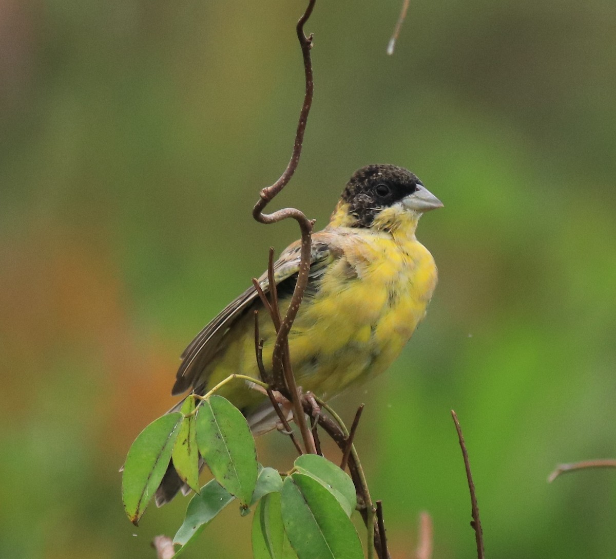Black-headed Bunting - ML632246896