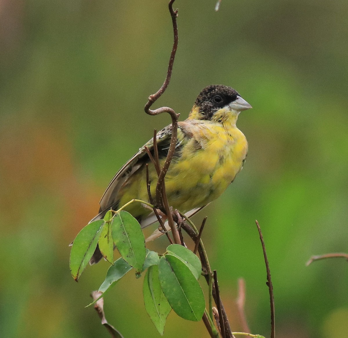 Black-headed Bunting - ML632246897
