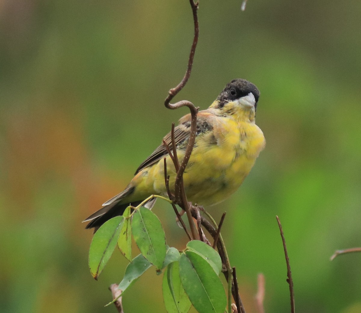 Black-headed Bunting - ML632246898
