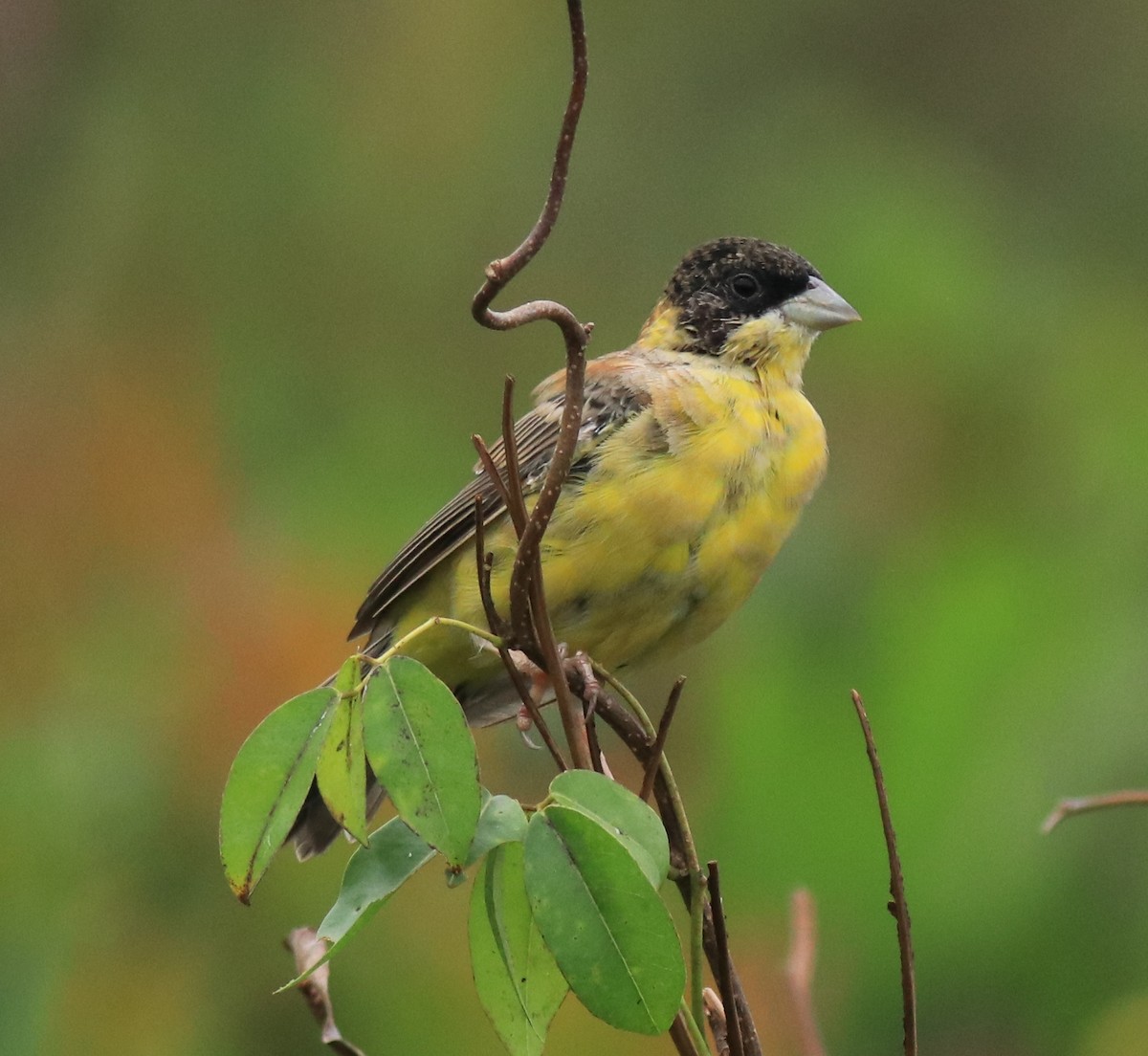 Black-headed Bunting - ML632246899