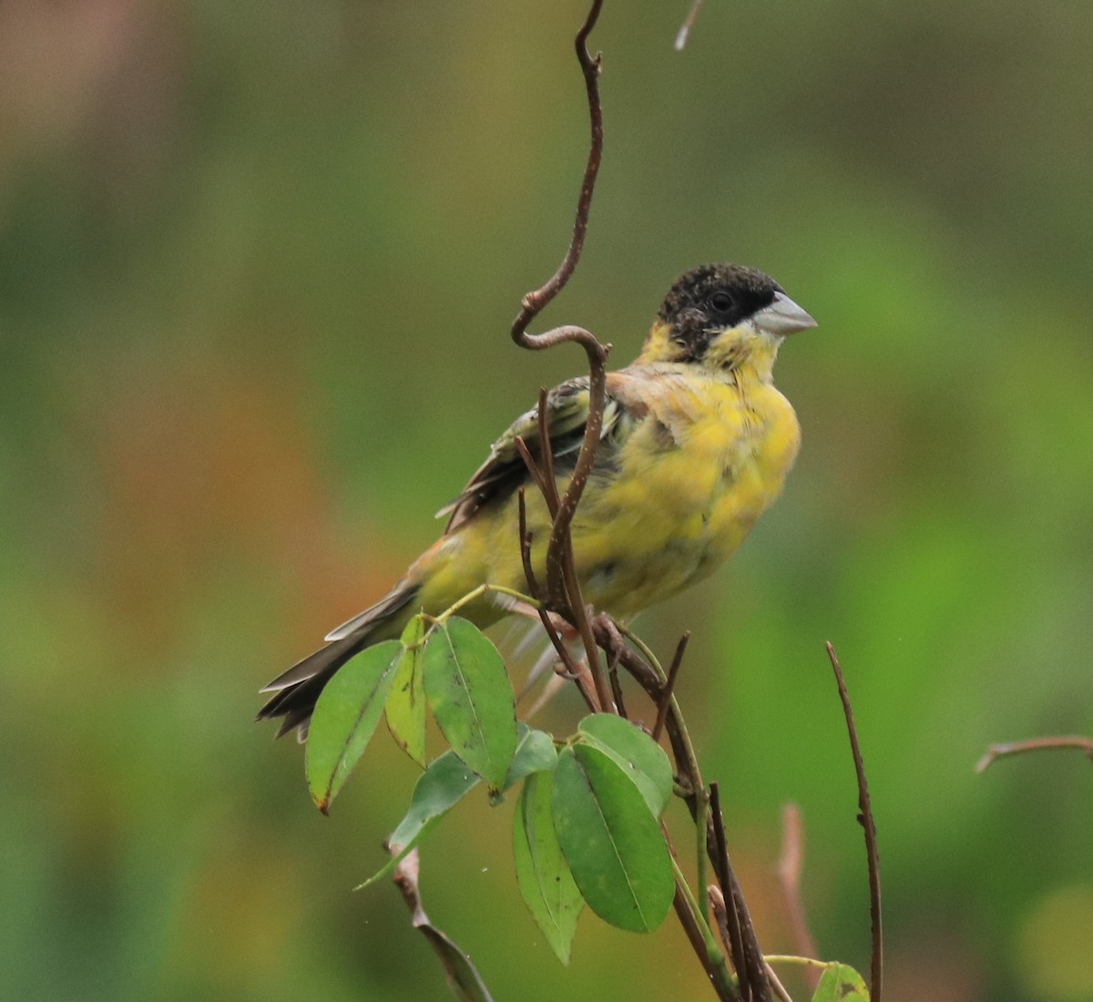 Black-headed Bunting - ML632246900