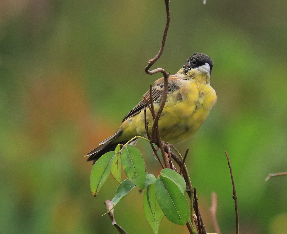 Black-headed Bunting - ML632246901