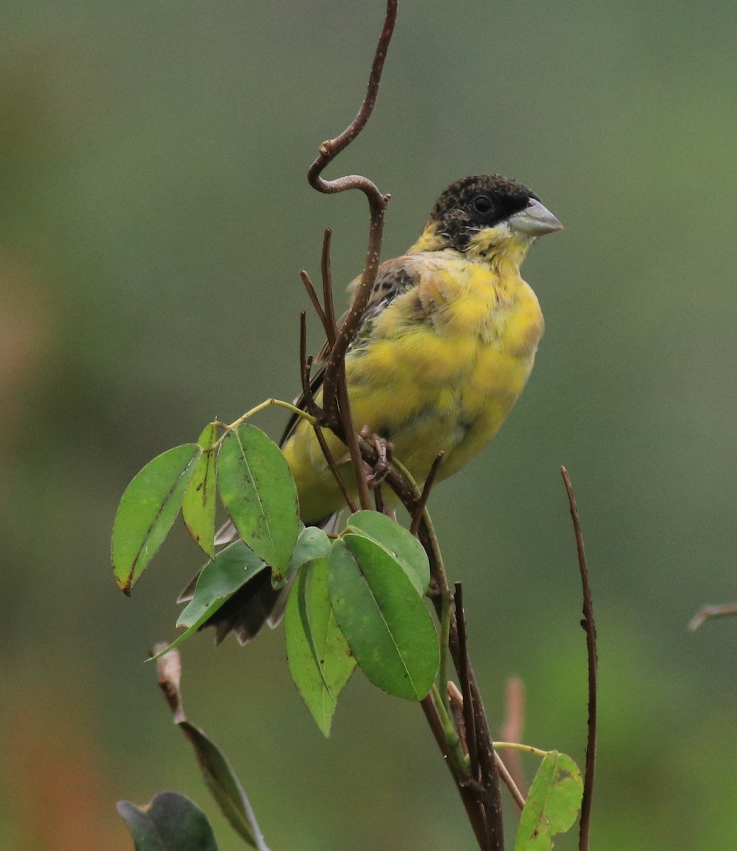 Black-headed Bunting - ML632246935