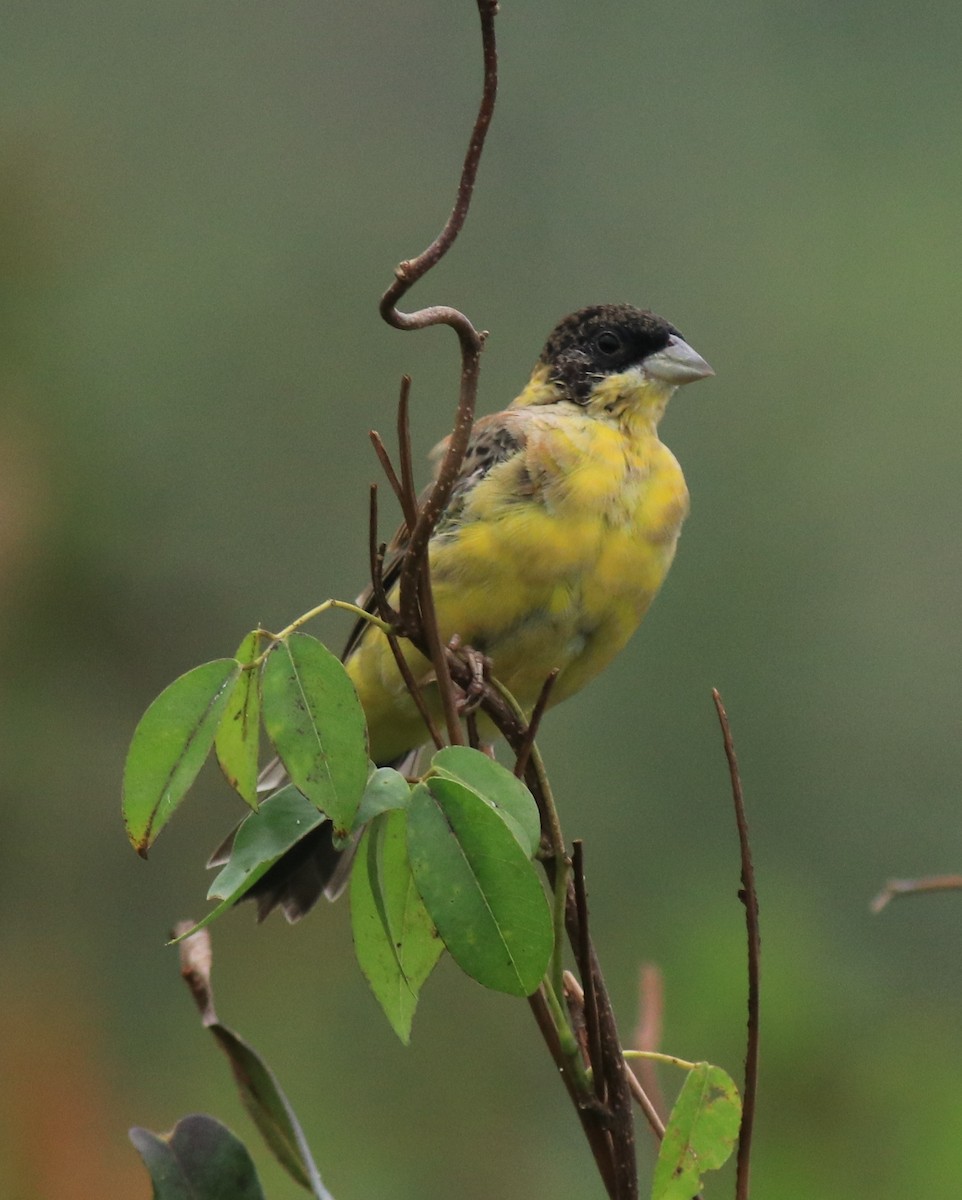 Black-headed Bunting - ML632246952