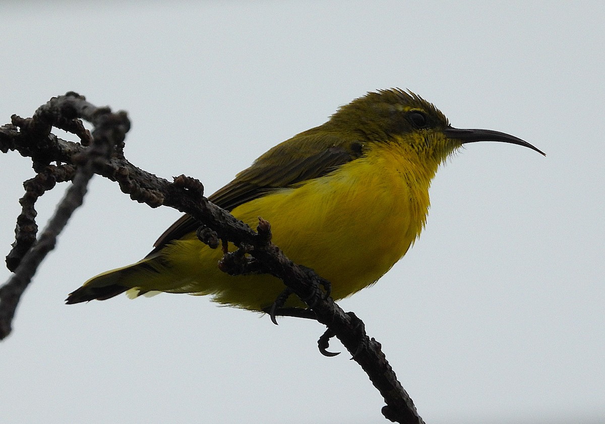 Sahul Sunbird - ML632247091