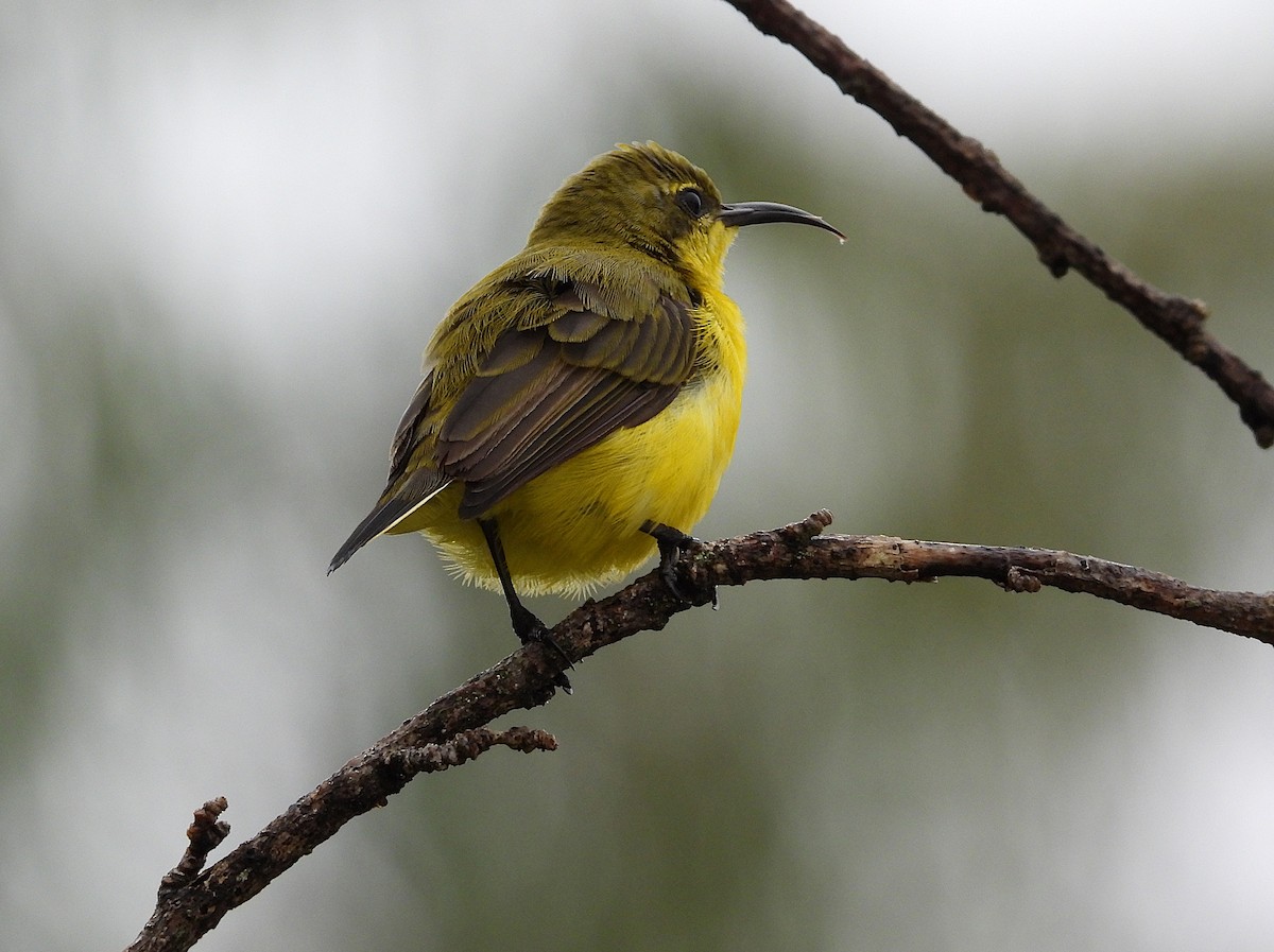 Sahul Sunbird - ML632247092