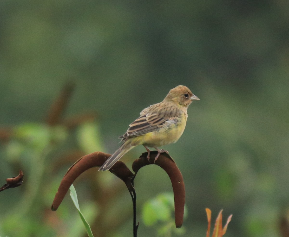 Red-headed Bunting - ML632247110