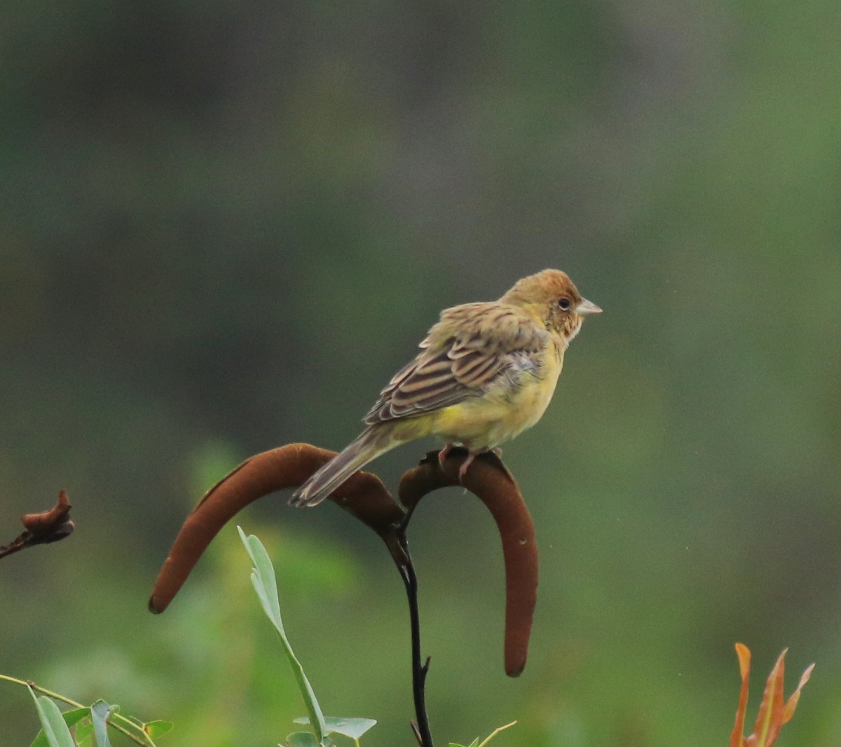 Red-headed Bunting - ML632247111