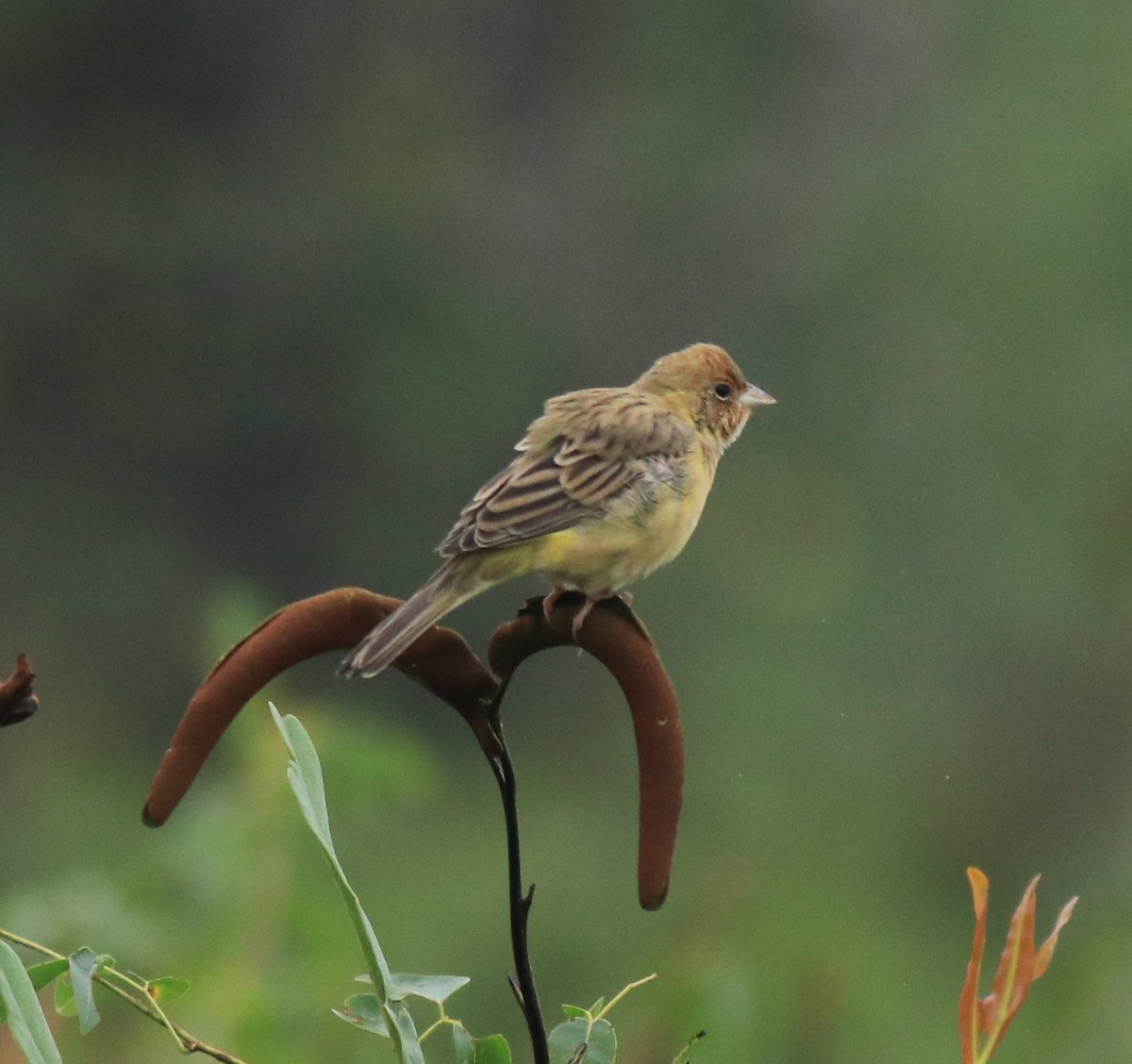 Red-headed Bunting - ML632247112