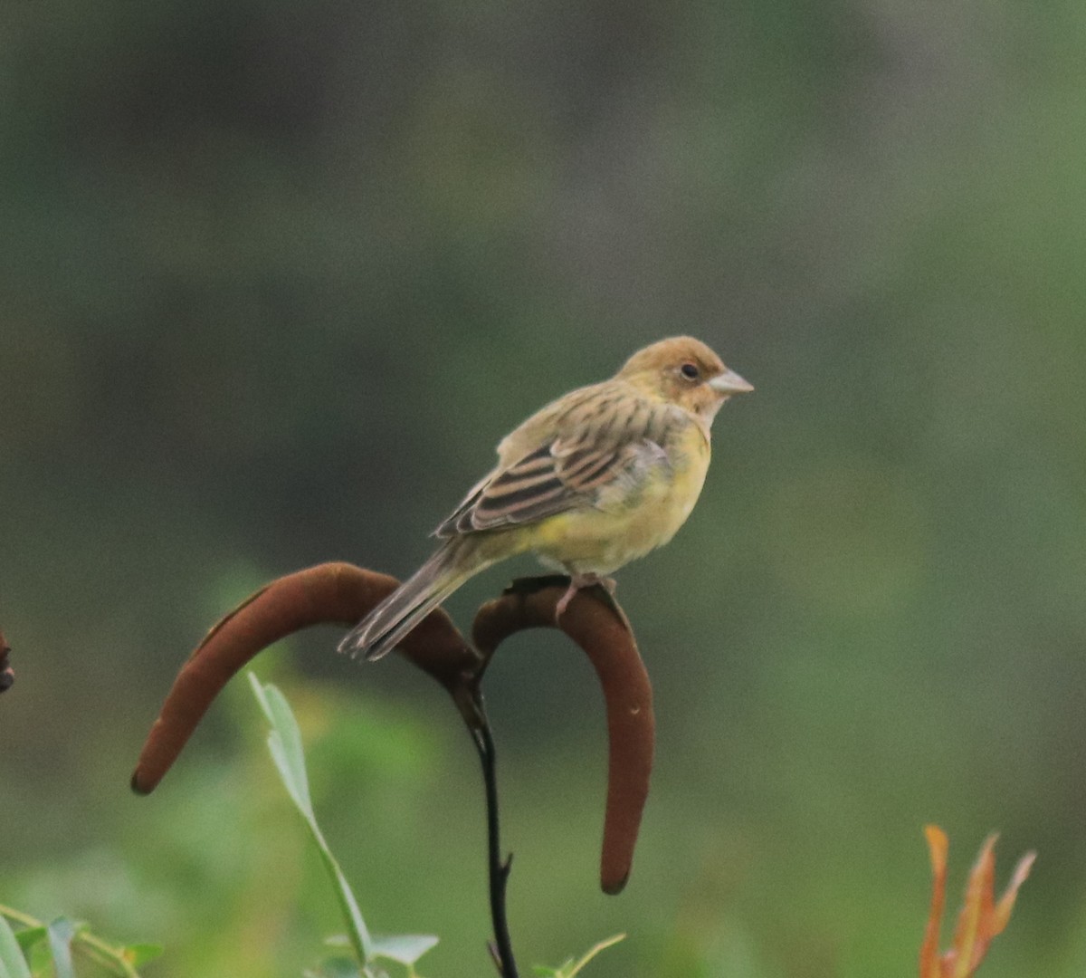 Red-headed Bunting - ML632247113