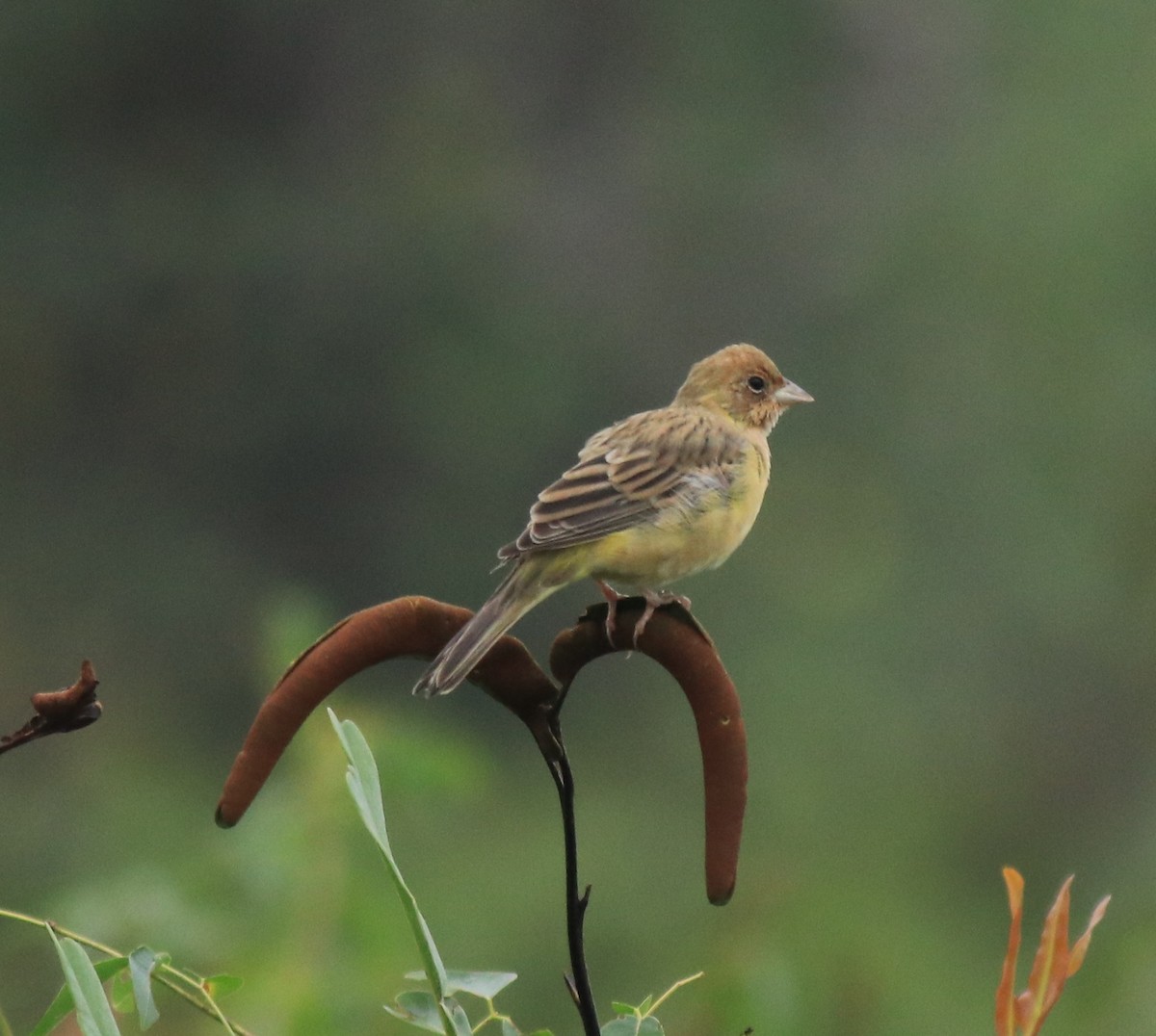 Red-headed Bunting - ML632247114