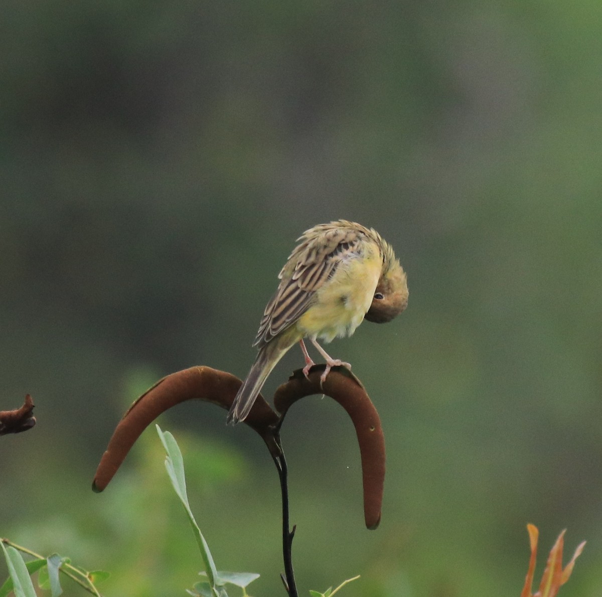 Red-headed Bunting - ML632247116