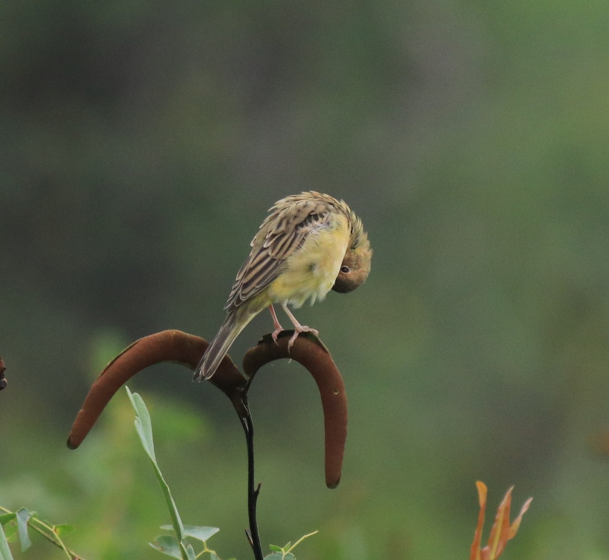 Red-headed Bunting - ML632247118